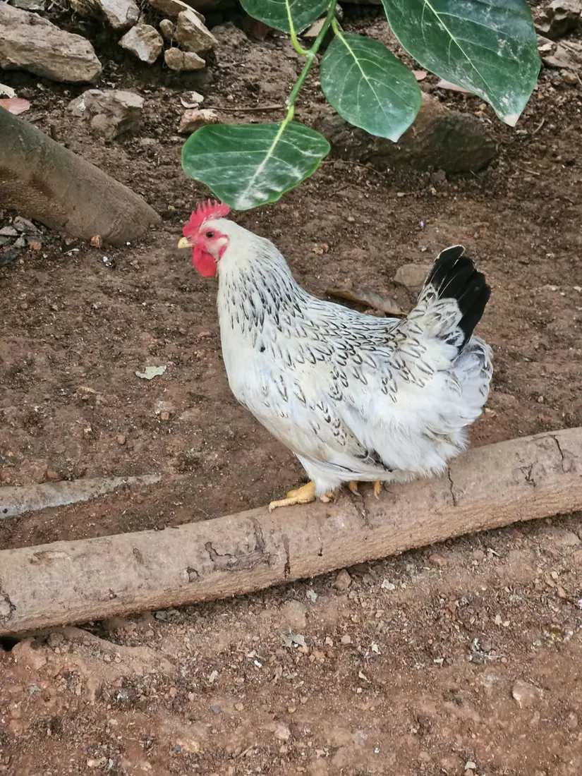 Cận cảnh một con gà Navahi lông trắng đứng trên khúc gỗ dưới tán lá