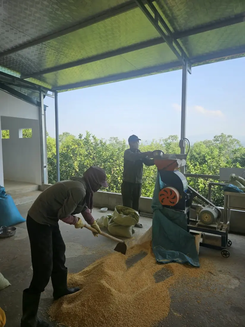 Xay và trộn thức ăn cho đàn gà dưới mái che tại trang trại Navahi